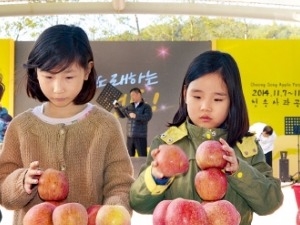  달콤한 '꿀사과'…청송 사과축제서 맛보세요