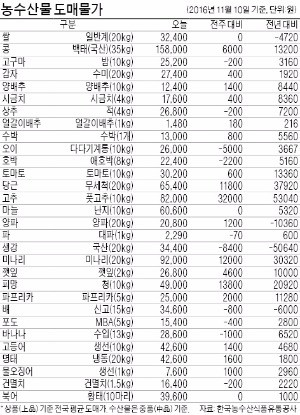 김장배추 가격 안정세