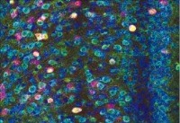 시냅스뇌질환연구단이 촬영한 작품 ‘연못’은 생쥐 내측전전두엽에 있는 다양한 단백질을 색깔별로 나타낸다. 