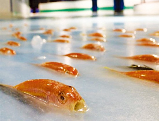 물고기 5000마리 얼린 일본 스케이트장