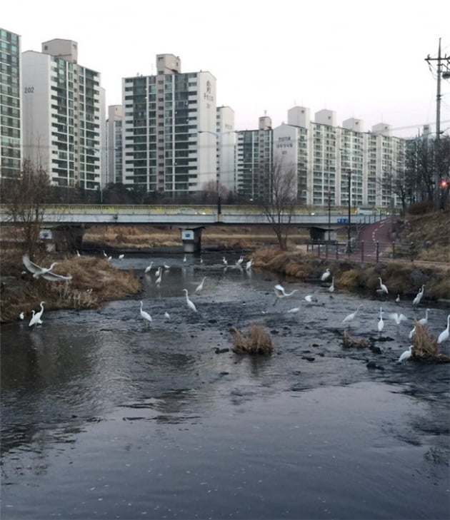 [시장보고서] 자연친화적인 마을 용인시 죽전1·2동 