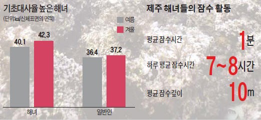 겨울 바다서도 물질하는 제주 해녀, 북극 원주민보다 추위 더 잘견딘다