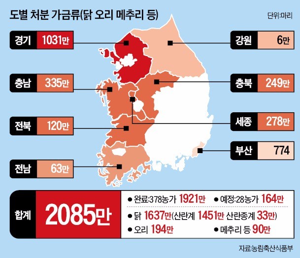 [뻥 뚫린 국가방역망] AI 방역 '속수무책'…최대 닭 산지 경기도, 세 마리 중 한 마리 살처분