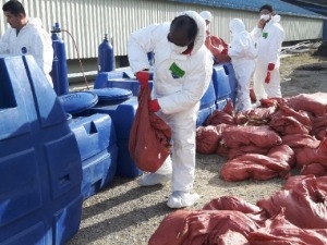 AI 살처분 3000만마리 육박…의심신고는 줄어 확산 '주춤'