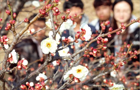 [이 아침의 풍경] 철없는  매화