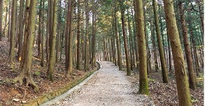 부산 갈맷길 성지곡 산길. 