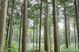 상주·청송 '탄소 먹는 숲'가꿔 억대 수익
