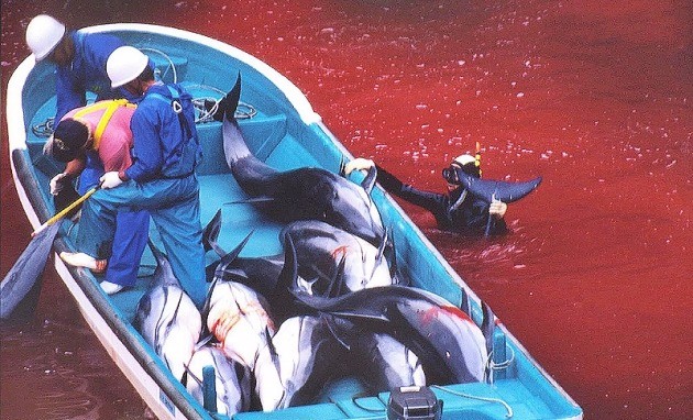 일본 다이지의 돌고래 학살 장면. 바다가 온통 핏빛으로 물들었다. / 출처='더 코브'