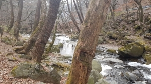 국립산림과학원, 일제강점기 송진 채취 피해 소나무 산림문화자산 등록 추진