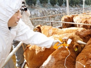 '우(牛)울하네'…261억 구제역연구소 짓고도 개발 못한 '국산 백신'