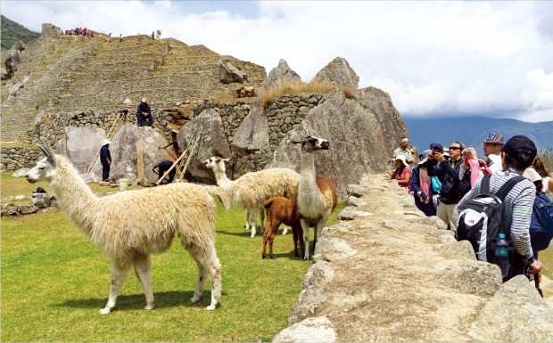 페루를 대표하는 동물인 라마. 