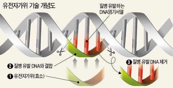 유전자 가위의 마술…'혈압 낮추는 콩' 나온다