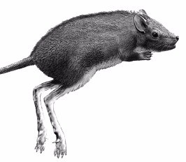 경남 진주에서 발견된발자국 화석을 토대로 추정한 1억년 전 포유동물 모습. 
