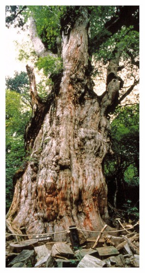 수령이 약 2170년으로 추정되는 나무 조몬스기. 