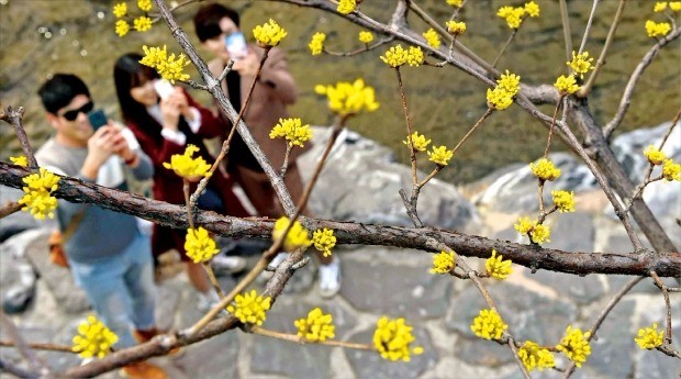 낮 최고 18도…청계천에 핀 산수유