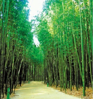 태화강 대나무숲 