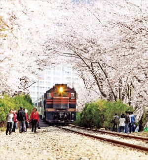 벚꽃이 만발한 진해 경화역. 한국관광공사 제공
 