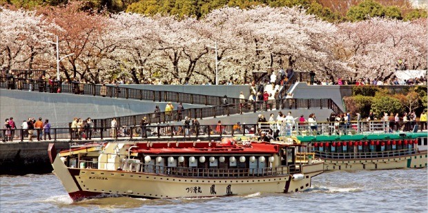 도쿄 스미다강 기슭에 핀 벚꽃. 