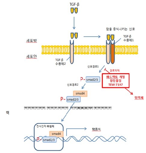 테라젠이텍스 "메드팩토 항암제, 10월 효능 확인 기대"