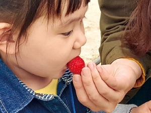 딸기 맛있어요