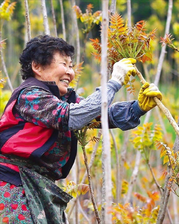 지리산 옻순 채취