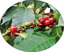 [한경·네이버가 함께 만드는 FARM] 1000원짜리 커피 모종으로 1억 넘게 버는 커피프린스