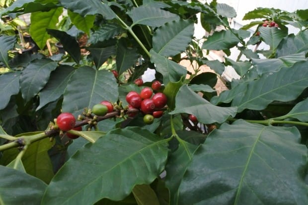 커피 묘목 매년 6만 그루 파는 30대 '커피 농부'
