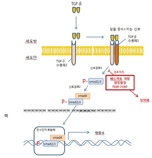 [한민수의 임상 돋보기]메드팩토, TEW-7197 안전성 확인…미 FDA 간암·MDS 2상 진입 