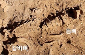 정선서 3000년 전 청동기시대 인골 2구 출토