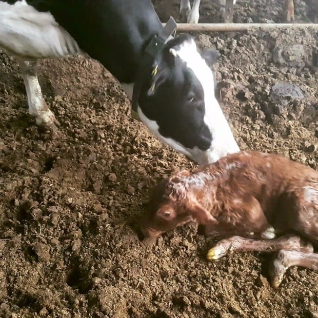 [한경·네이버 FARM] 소 키우는 서른 한살 레게머리 이장님