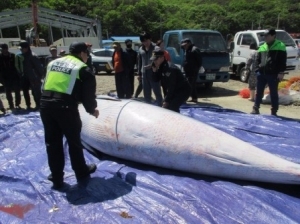 '바다의 로또' 밍크고래 사체 잇따라 발견…어민 횡재