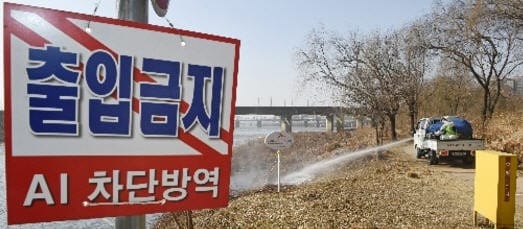 제주 AI 의심사례 발생 '비상'…농가 알고도 숨겼다면 처벌 수위는