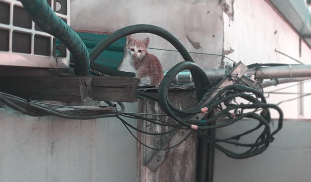 [스몰스토리] 퍼스트캣과 길고양이, 그 묘(猫)한 차이