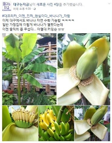 대구 바나나 /사진=페이스북 캡쳐 