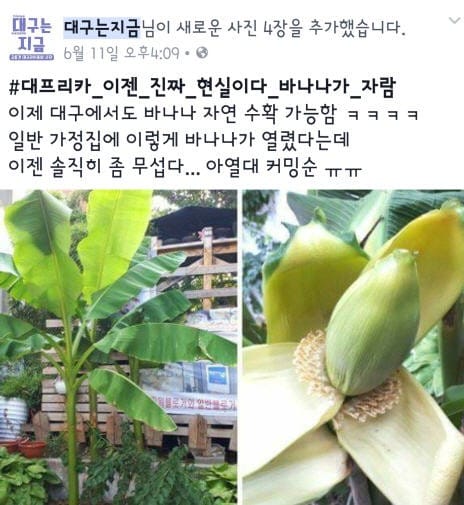 대구 바나나_대구는지금 페이스북