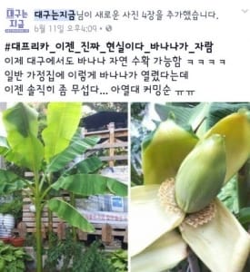 대구 가정집서 열대과일 바나나 열려 … 네티즌 "이거 실화냐"