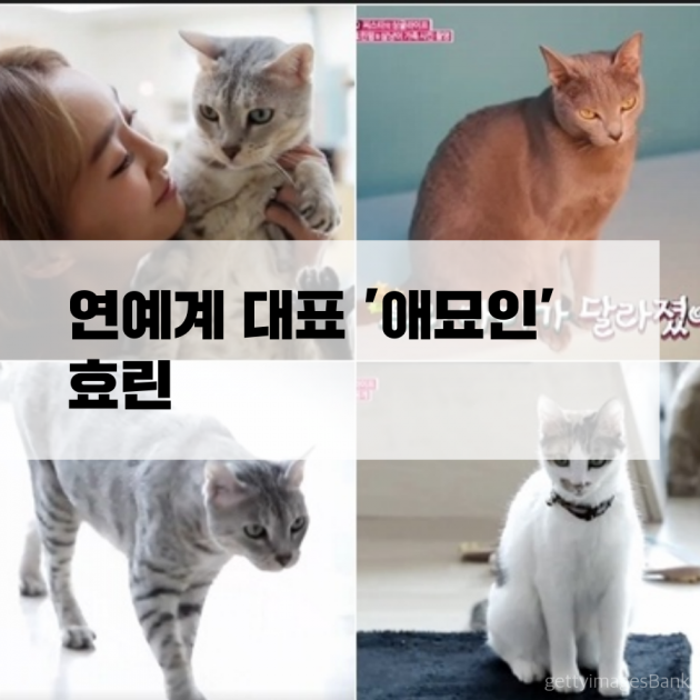 [카드뉴스] 멍멍 vs 야옹 … 스타들이 사랑한 반려동물 대공개