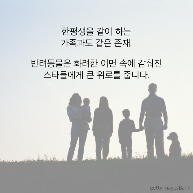 [카드뉴스] 멍멍 vs 야옹 … 스타들이 사랑한 반려동물 대공개