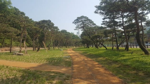 수원시, 정조대왕 효의 상징인 '파장동 노송지대' 복원해 개방