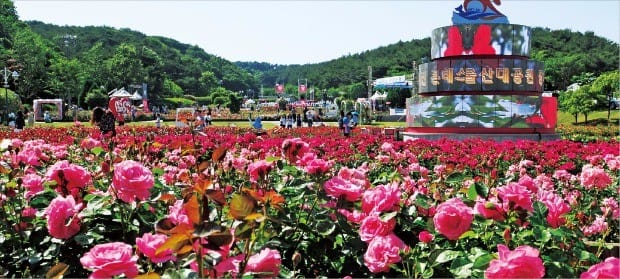 울산대공원 최고의 인기 코스인 장미원. 