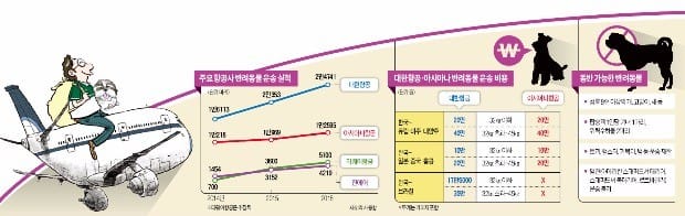 "우리 아기랑 LA 갈 건데요" 비행기 타는 반려동물 연 5만마리