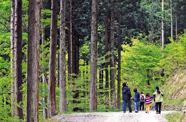 빽빽하게 들어선 편백나무가 압권인 축령산 산소길을 가족 여행객이 걸어가고 있다. 