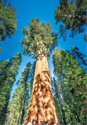 세쿼이아 국립공원의 셔먼 장군 나무. 세상에서 가장 큰 부피를 자랑하는 생명체다. 인간의 수명은 100년이지만 세쿼이아 나무는 수천 년을 산다. 