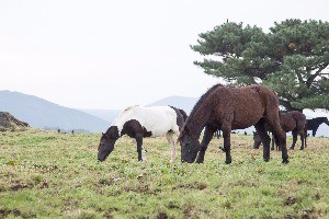 [한경·네이버 FARM] 국내 첫 여성 말교배전문가