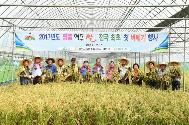 여주시 '대왕님표 여주쌀', 올들어 전국 최초 벼베기 행사 진행