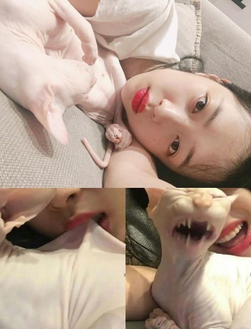 설리 반려묘 학대 논란 /사진=설리 인스타그램 