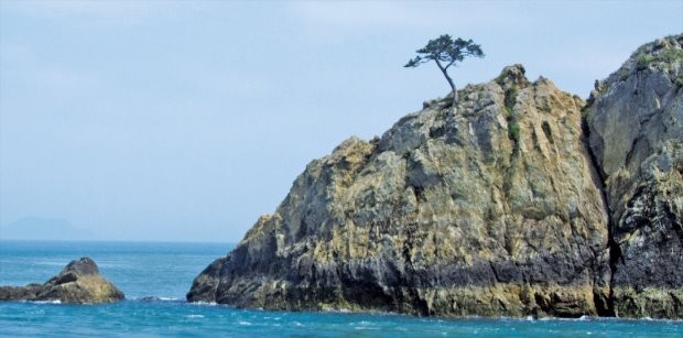 (2) 우이도 천년송. 수백 년 전에도 같은 크기였다고 한다. 
 