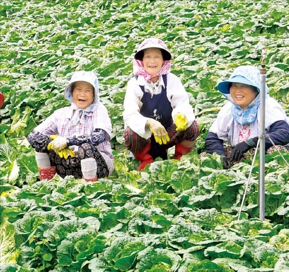 거창 고랭지 배추 맛보세요 