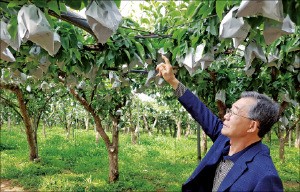 [한경·네이버 FARM] '달달한' 배 비결요? '알딸딸한' 막걸리 거름처럼 주는거죠