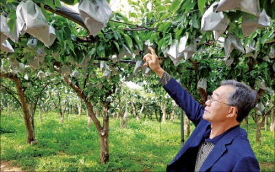 [한경·네이버 FARM] '달달한' 배 비결요? '알딸딸한' 막걸리 거름처럼 주는거죠